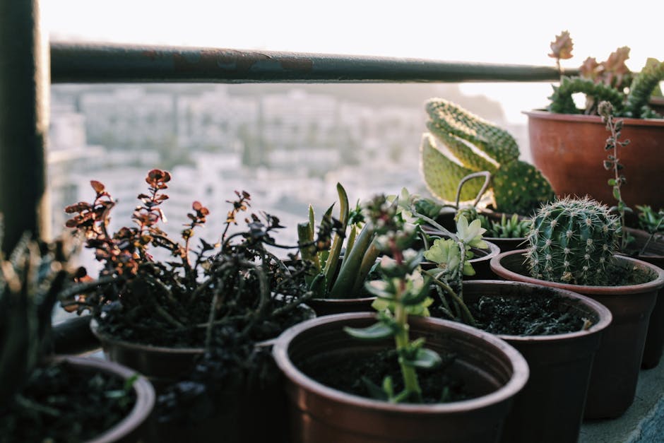 Container garden on balcony
