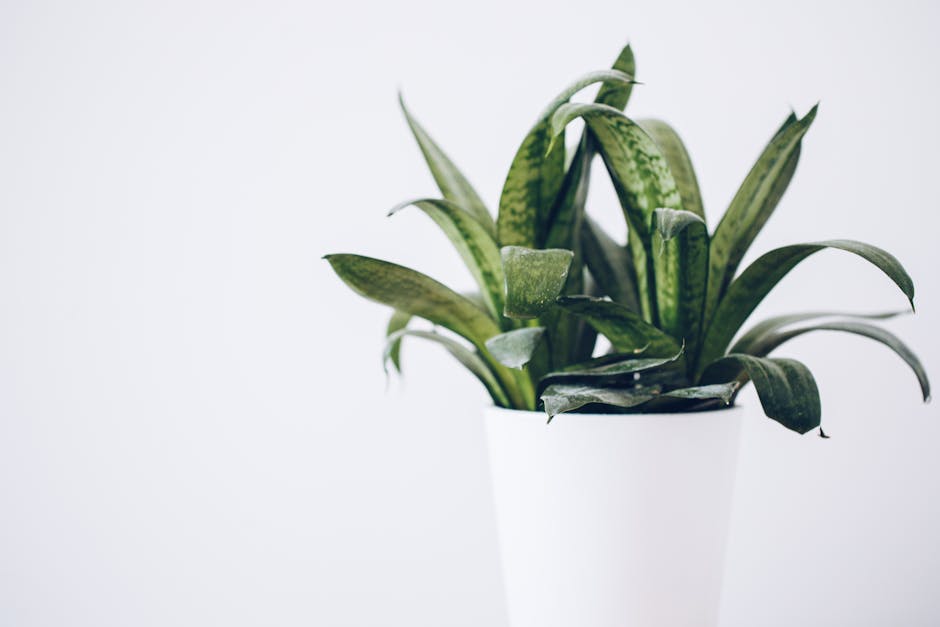 Indoor plants low light home