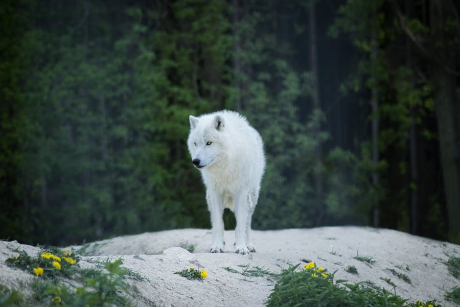 Spirit animal wolf nature