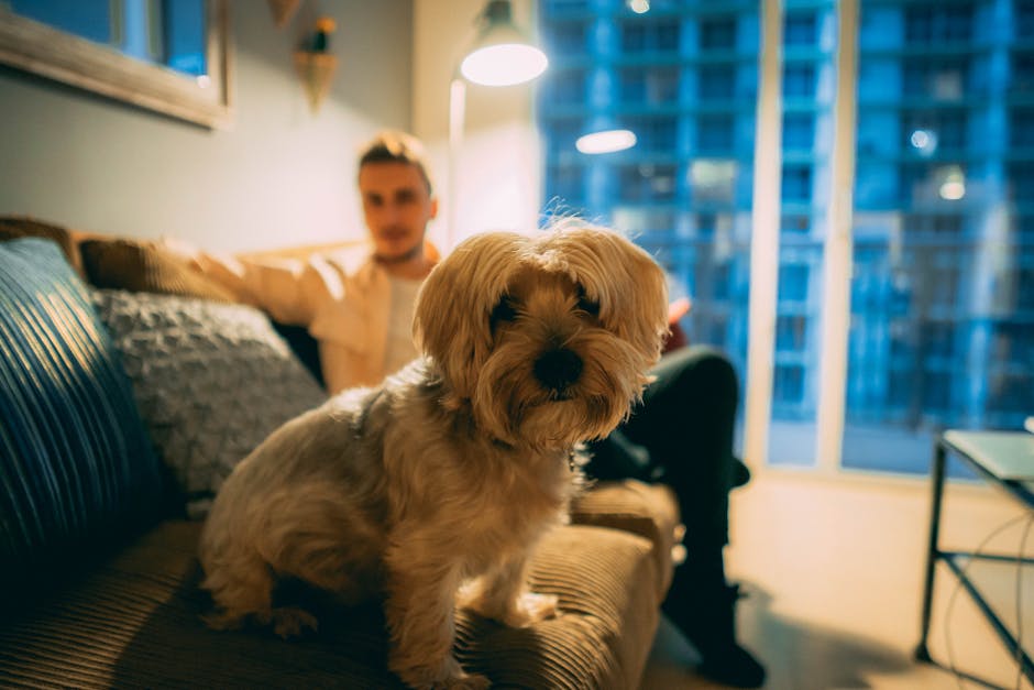 Small dog cozy apartment