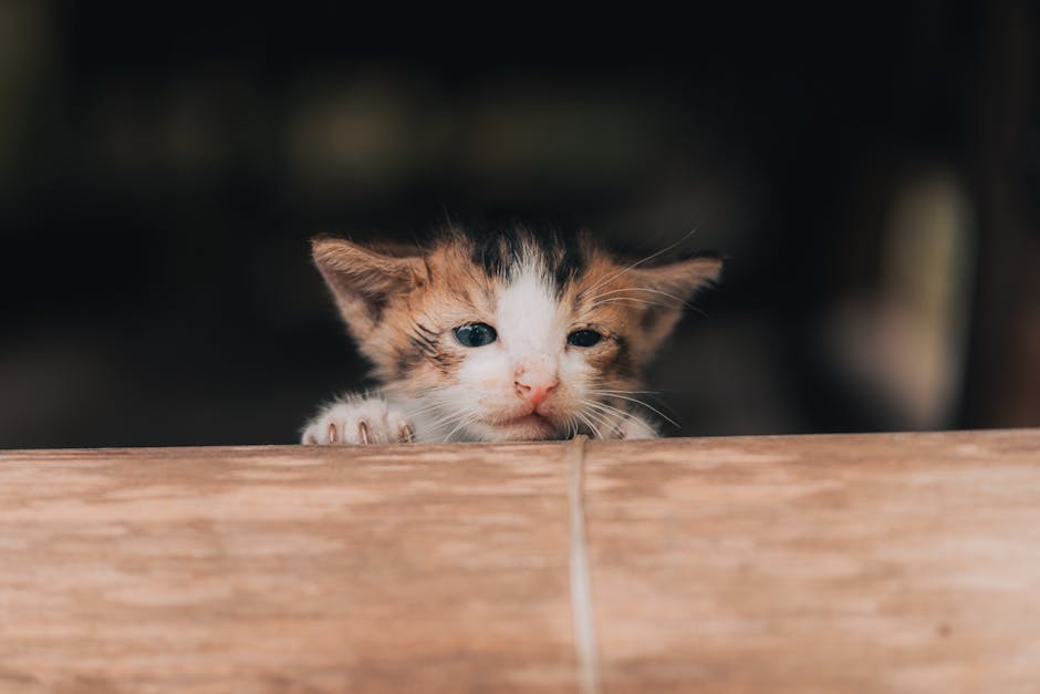 Cute kitten first pet
