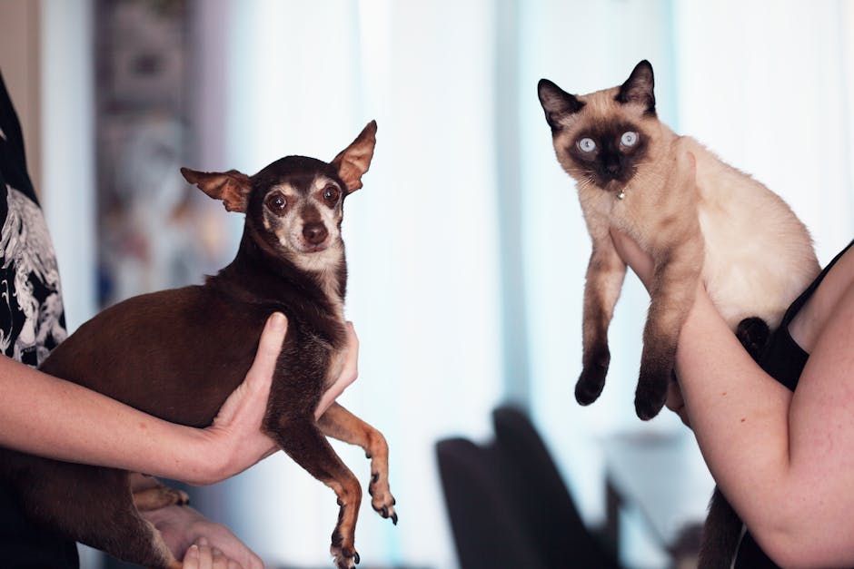 Pet zodiac personality